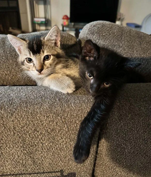 A baby medium-sized male Domestic Short Hair cat named Onyx and Jasper for adoption in Anchorage, AK