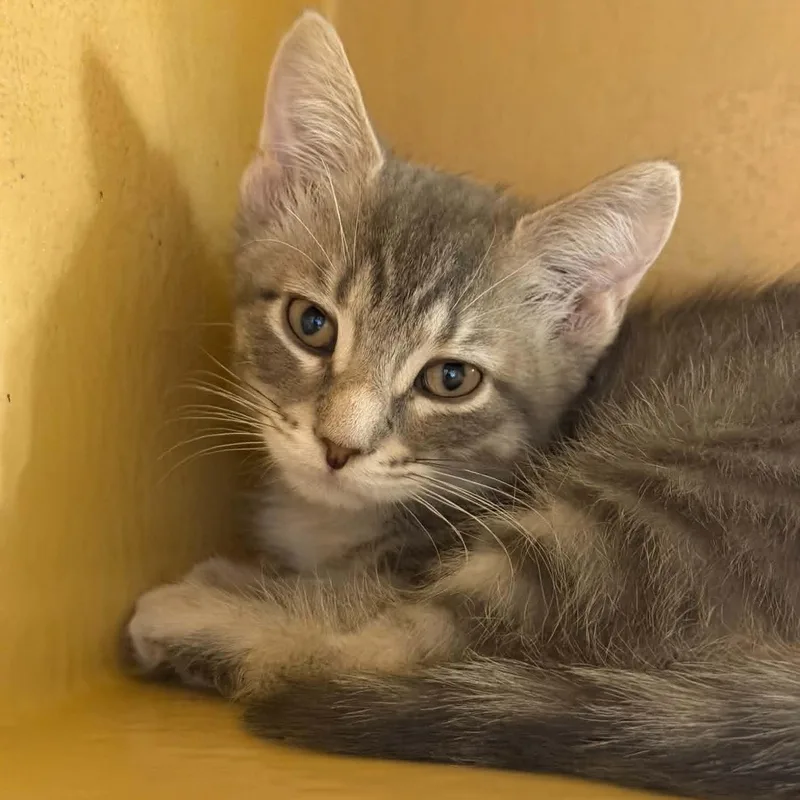 A baby medium-sized female Gray / Blue / Silver Domestic Short Hair cat named Wendigo for adoption in Martinsville, IN