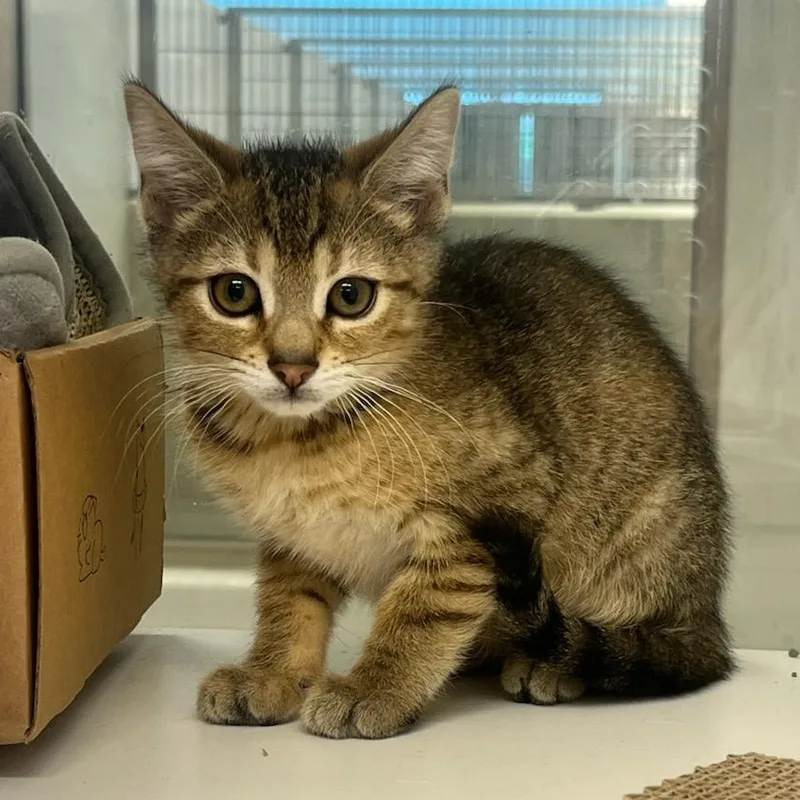 A baby small-sized female Tabby (Brown / Chocolate) Domestic Short Hair cat named Bell for adoption in Manassas, VA