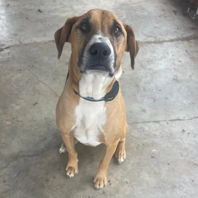 An adult large-sized male Yellow / Tan / Blond / Fawn Black Mouth Cur dog named Boone for adoption in Mount Pleasant, TX