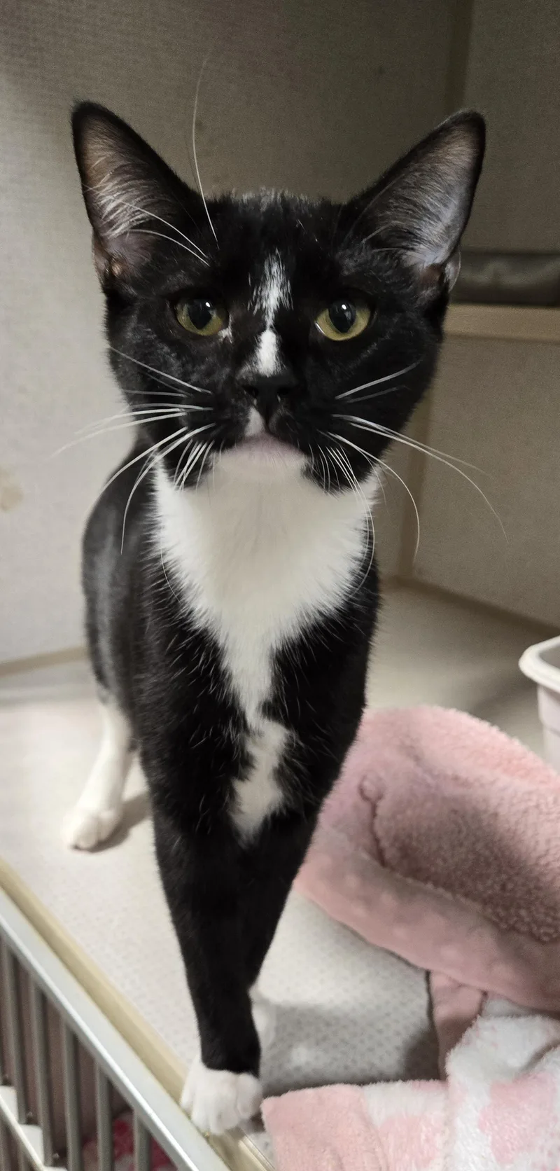 A young medium-sized female Black & White / Tuxedo Domestic Short Hair cat named Snap for adoption in Graham, TX