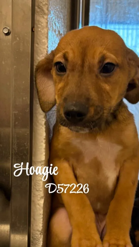 Hoagie