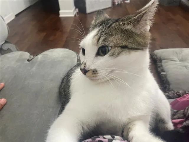 An adult medium-sized female Domestic Short Hair cat named Teta for adoption in Wilmington, NC