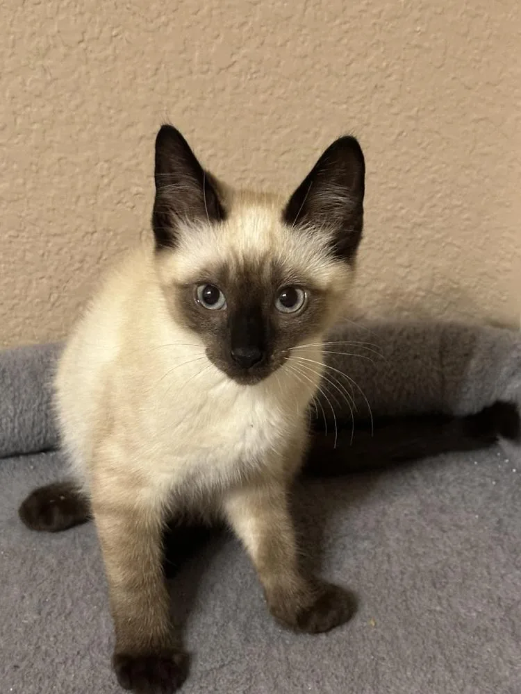 A baby small-sized male Siamese cat named Pawverotti for adoption in Dallas, TX