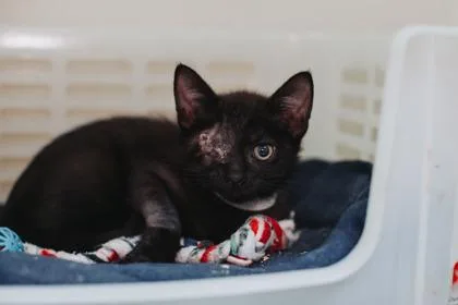 A young small-sized male Domestic Short Hair cat named a Dimitri for adoption in North Charleston, SC