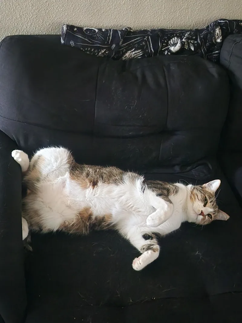 A young large-sized male Buff & White Tabby cat named Charlie for adoption in Phoenix, AZ