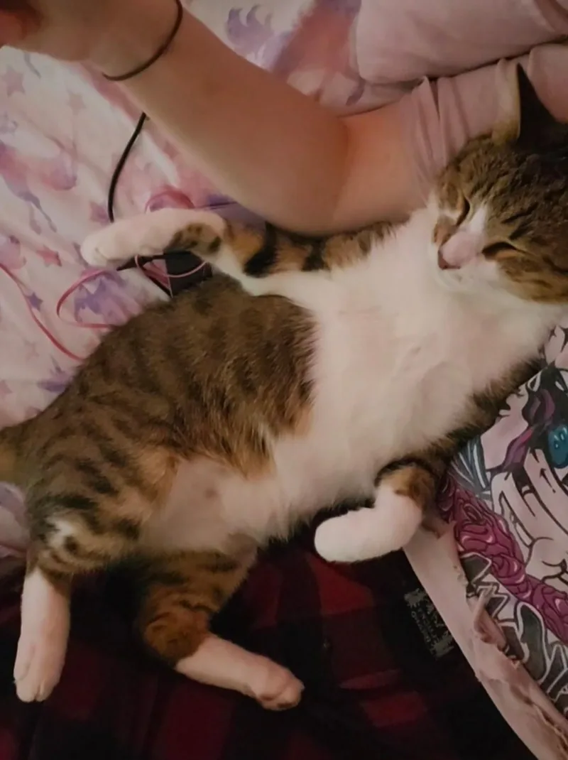 Charlie thumbnail 5