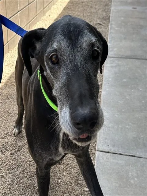 An adult large-sized female Great Dane dog named Dania for adoption in Tucson, AZ