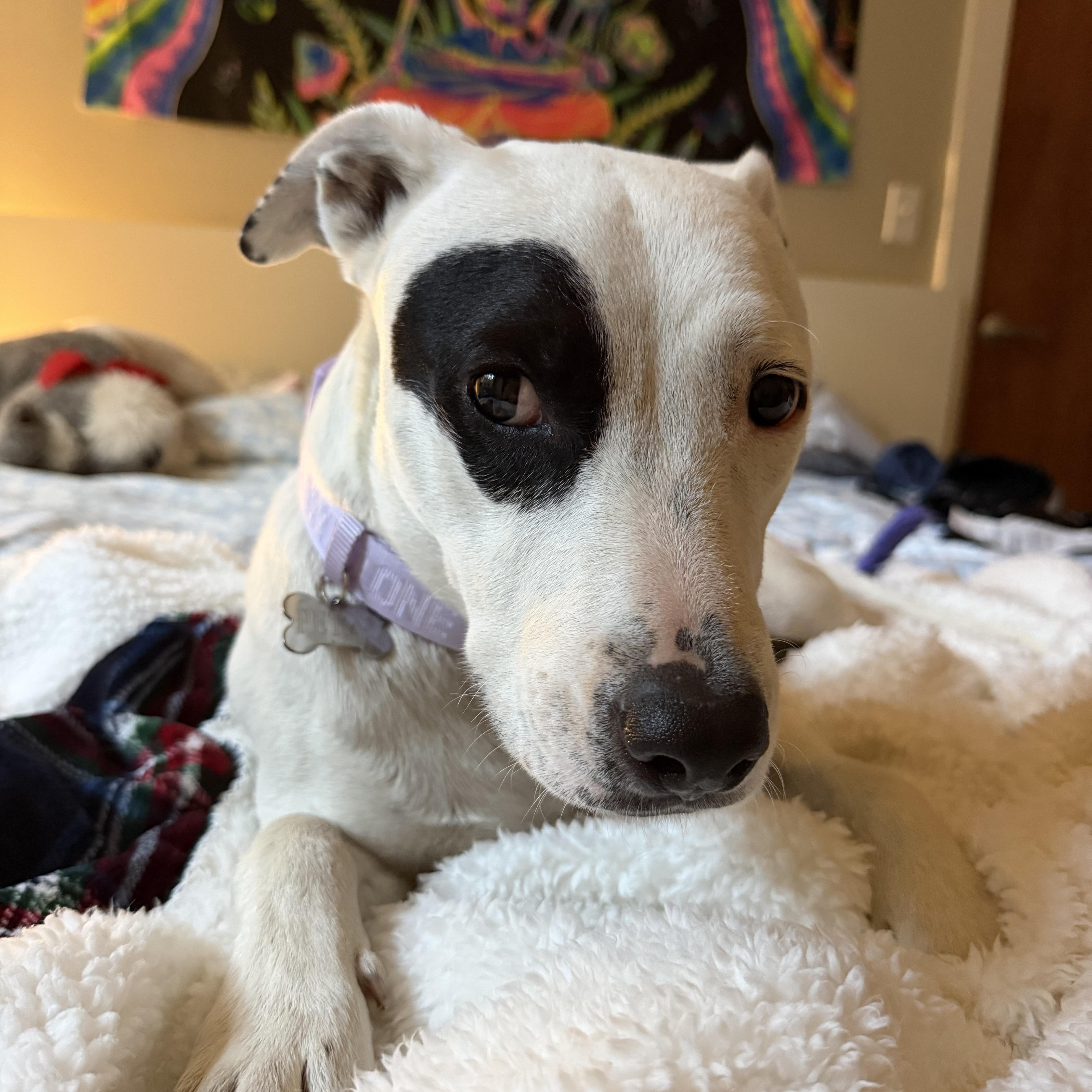 An adult medium-sized male Pit Bull Terrier dog named Petey for adoption in Denver, CO