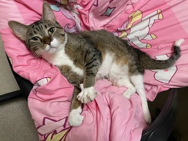 An adult large-sized male Domestic Short Hair cat named Hunter for adoption in Denver, CO