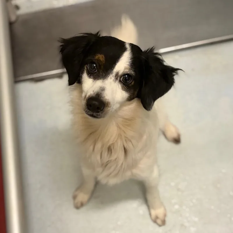 An adult small-sized male White / Cream Terrier dog named Chase for adoption in Bastrop, TX