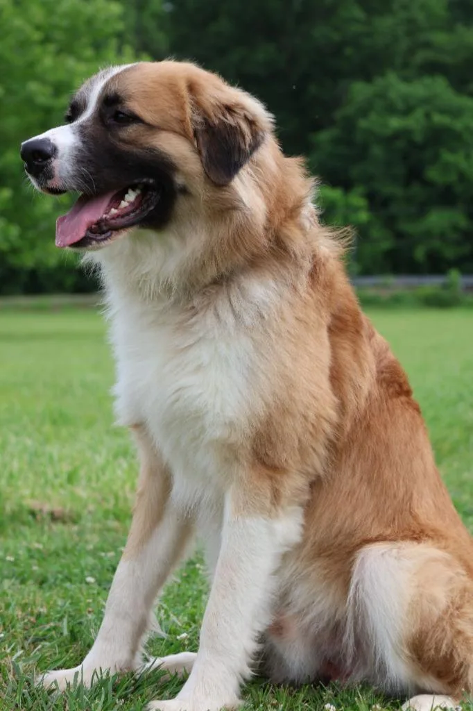 A young large-sized male Mixed Breed dog named Alex for adoption in Columbia, TN