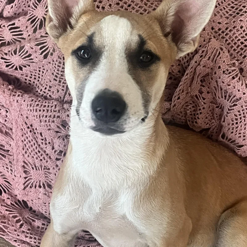 Pita Bread thumbnail 2