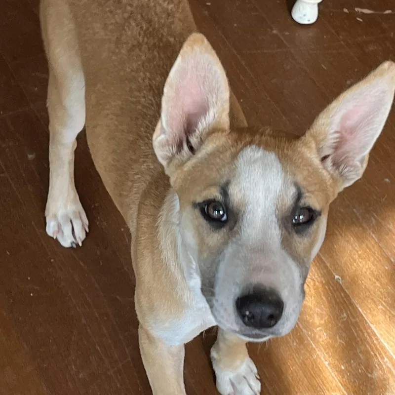 Pita Bread thumbnail 3