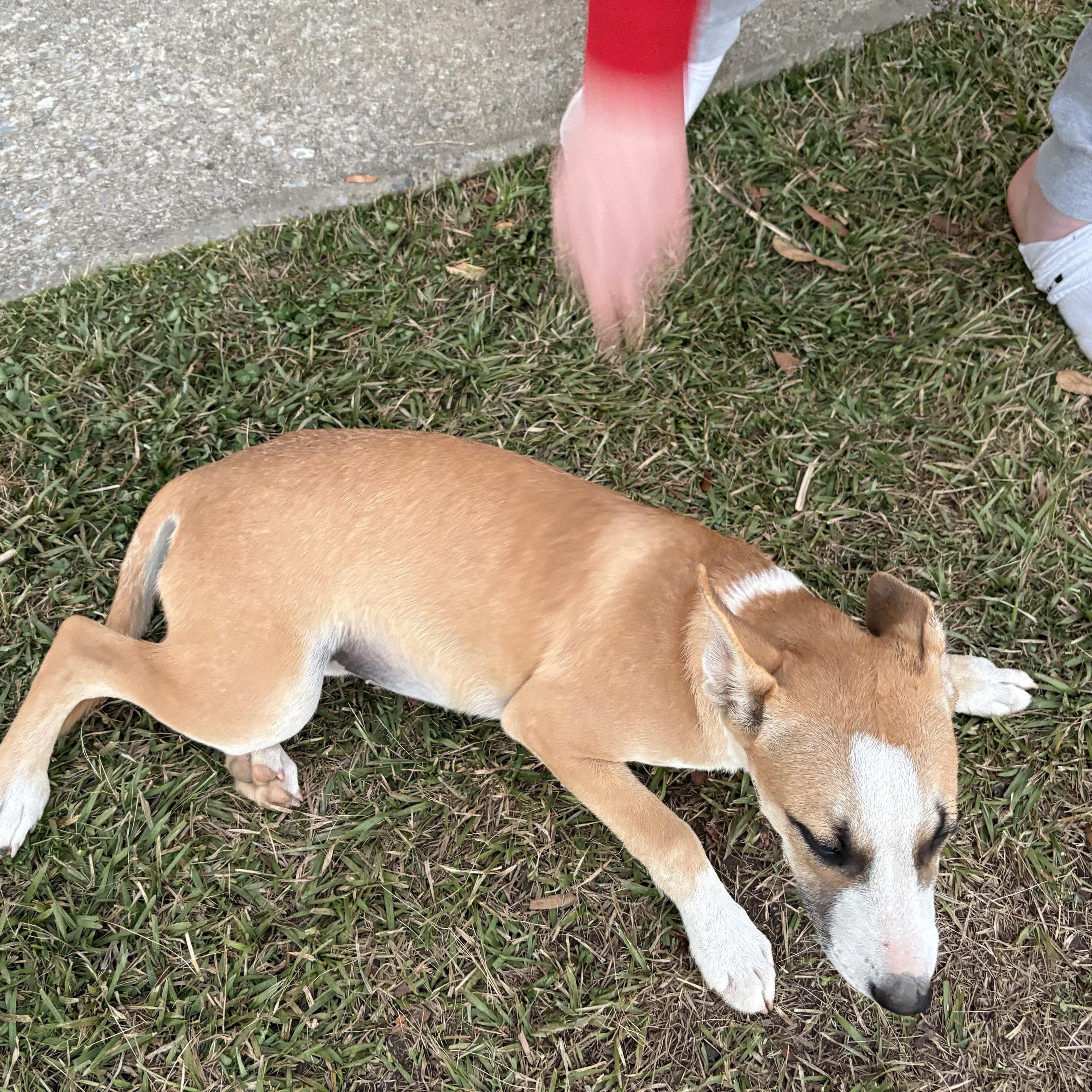 Pita Bread thumbnail 4