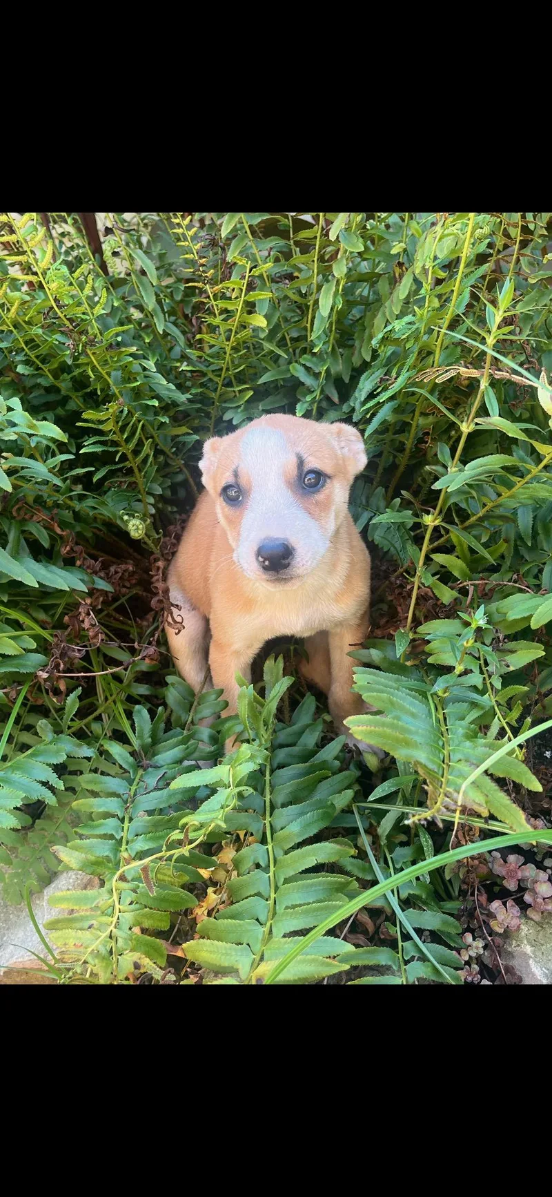 Pita Bread thumbnail 5