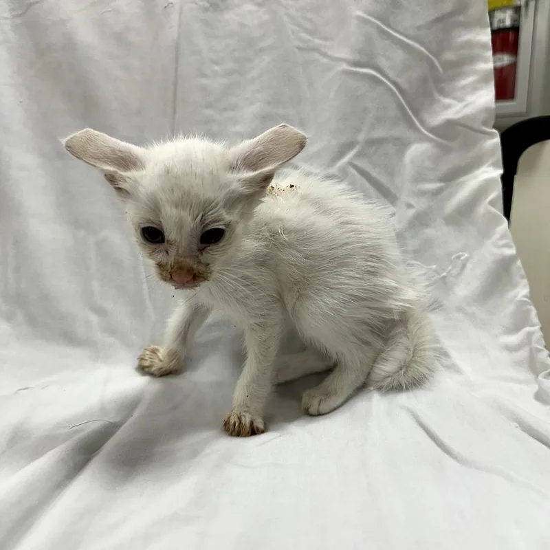A baby small-sized male Domestic Short Hair cat named Pinky for adoption in Donalsonville, GA