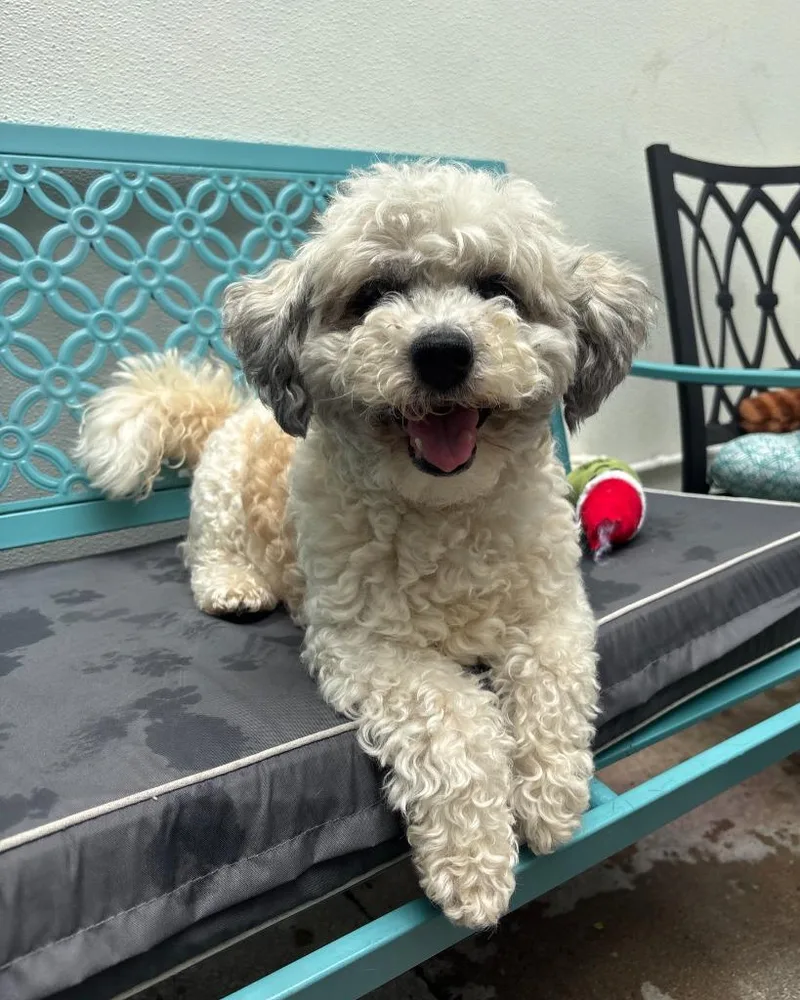 A senior small-sized female Poodle dog named Snickers for adoption in Los Angeles, CA
