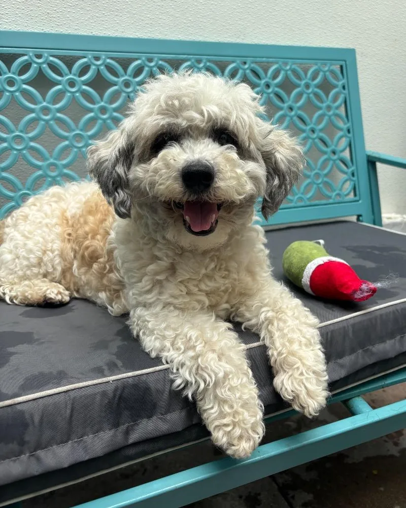 Snickers thumbnail 3