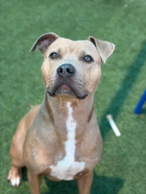 A young large-sized female Mixed Breed dog named Brenda for adoption in Dallas, TX