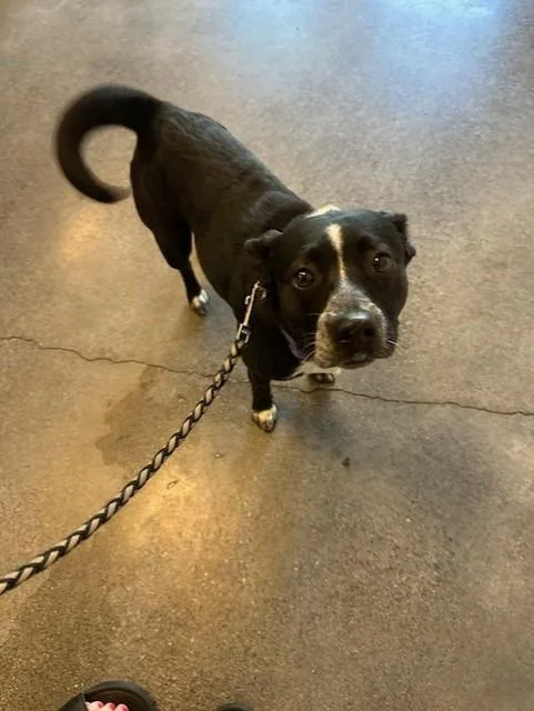 A young medium-sized female Mixed Breed dog named Beatrice for adoption in Rome, GA