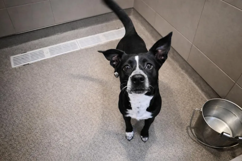 Beatrice thumbnail 2