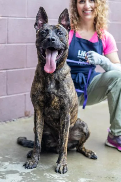 An adult large-sized male Mixed Breed dog named Perie for adoption in Chamblee, GA