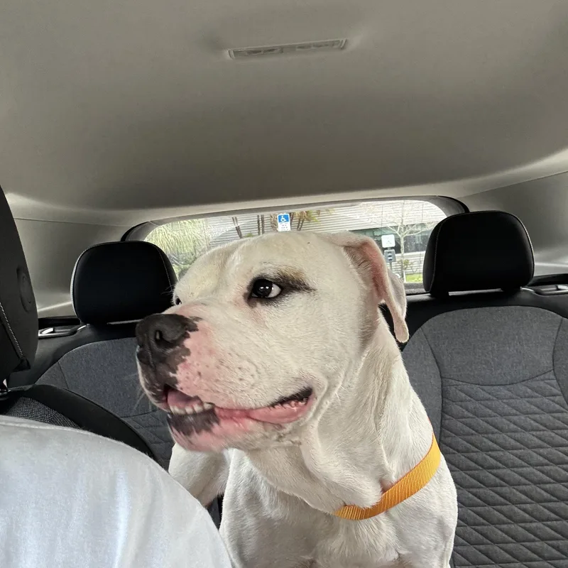 An adult medium-sized male White / Cream American Bulldog dog named Trenton for adoption in Fort Lauderdale, FL