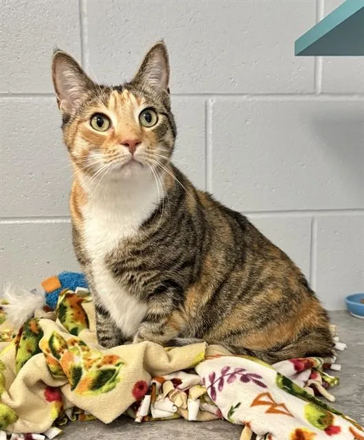 An adult small-sized female Domestic Short Hair cat named Goose for adoption in Kalamazoo, MI