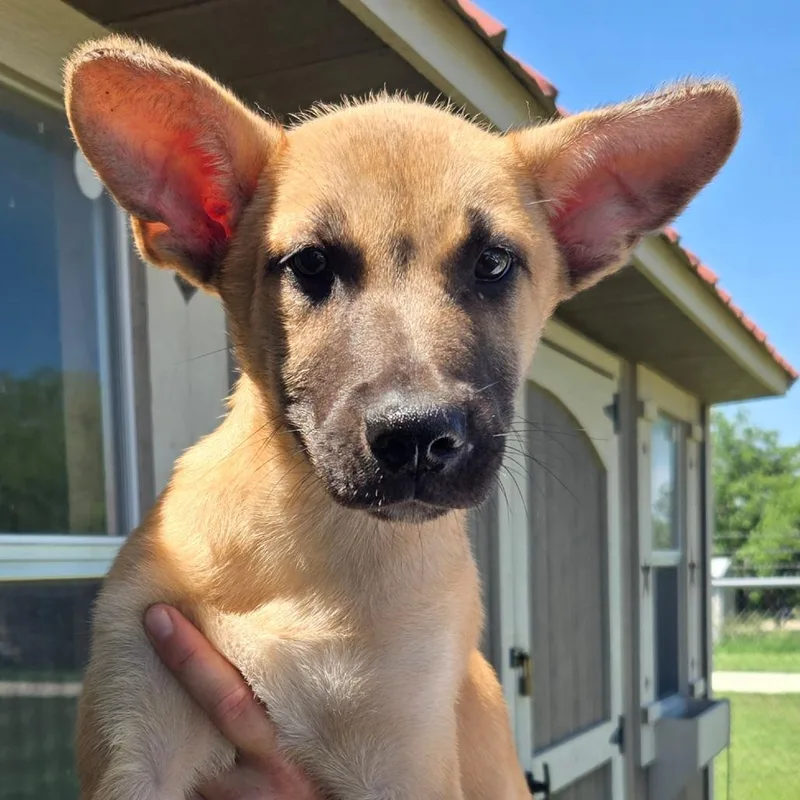 A baby medium-sized male Yellow / Tan / Blond / Fawn German Shepherd Dog dog named Buckley for adoption in Floresville, TX