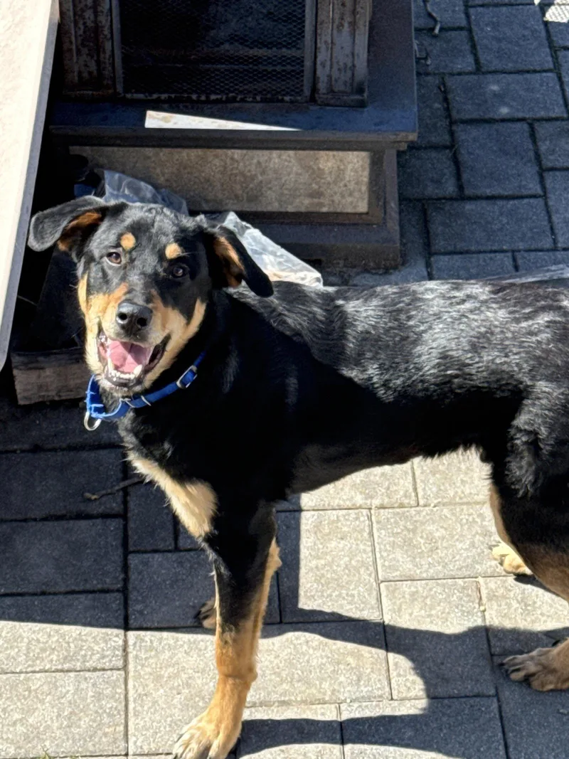 Smokey Aka Breakfast