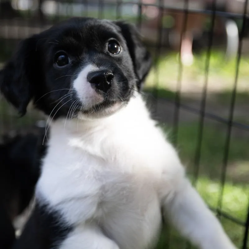A baby small-sized female Mixed Breed dog named Stormy for adoption in Naperville, IL