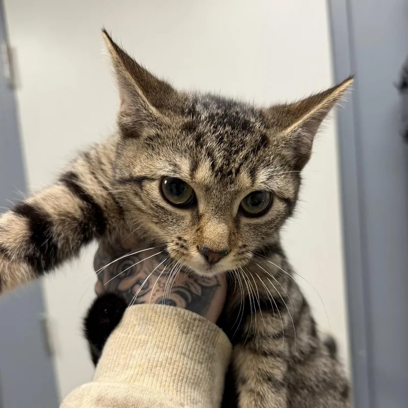 A baby medium-sized female Gray / Blue / Silver Domestic Short Hair cat named Pepper for adoption in Birmingham, AL