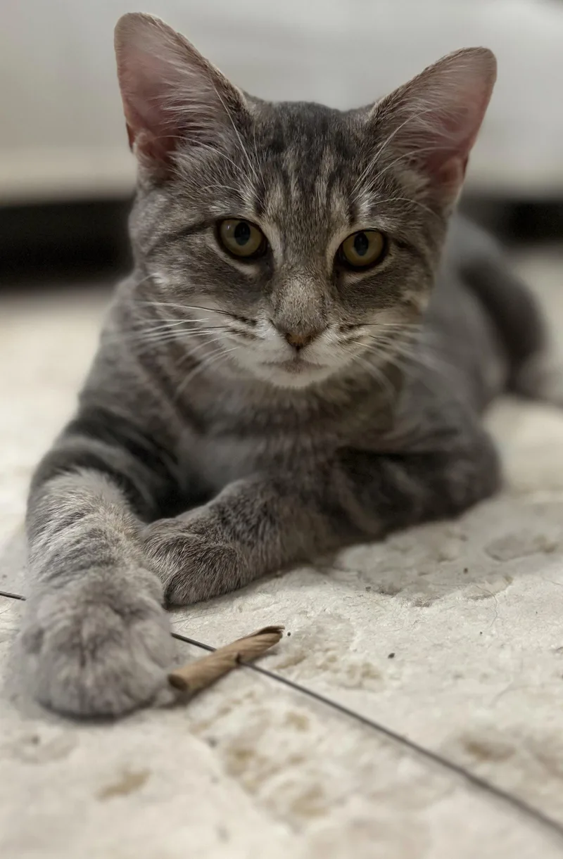 A young medium-sized female Domestic Short Hair cat named Miss Chee for adoption in Reston, VA