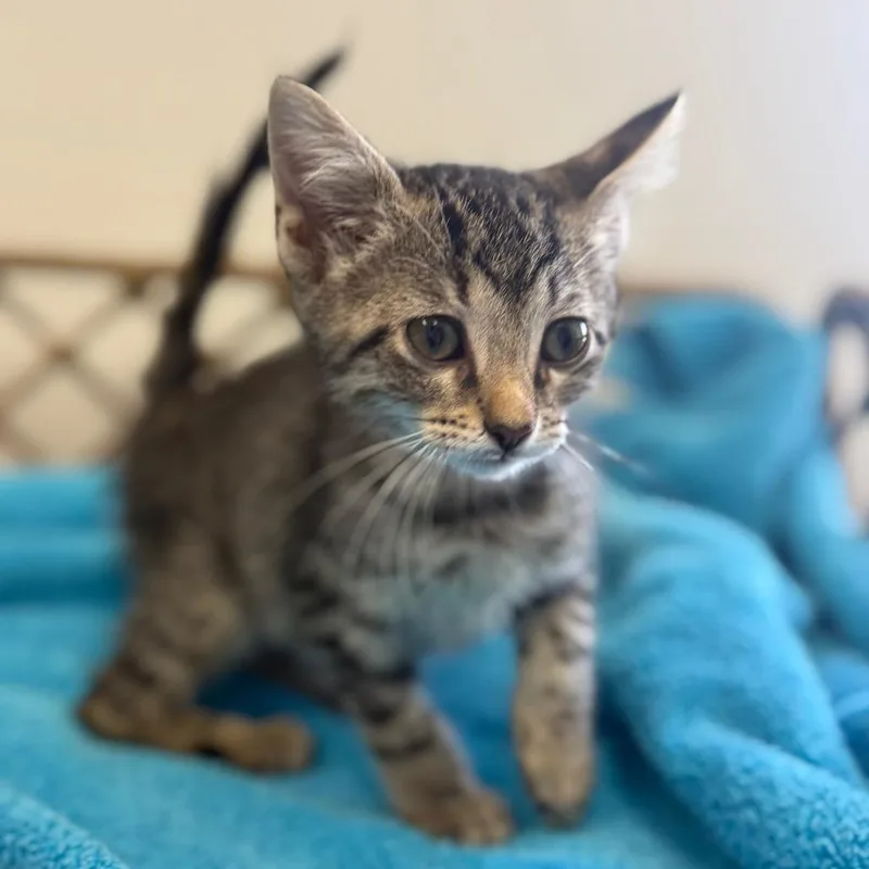 A baby small-sized female Brown / Chocolate Domestic Short Hair cat named Jelly for adoption in Houston, TX