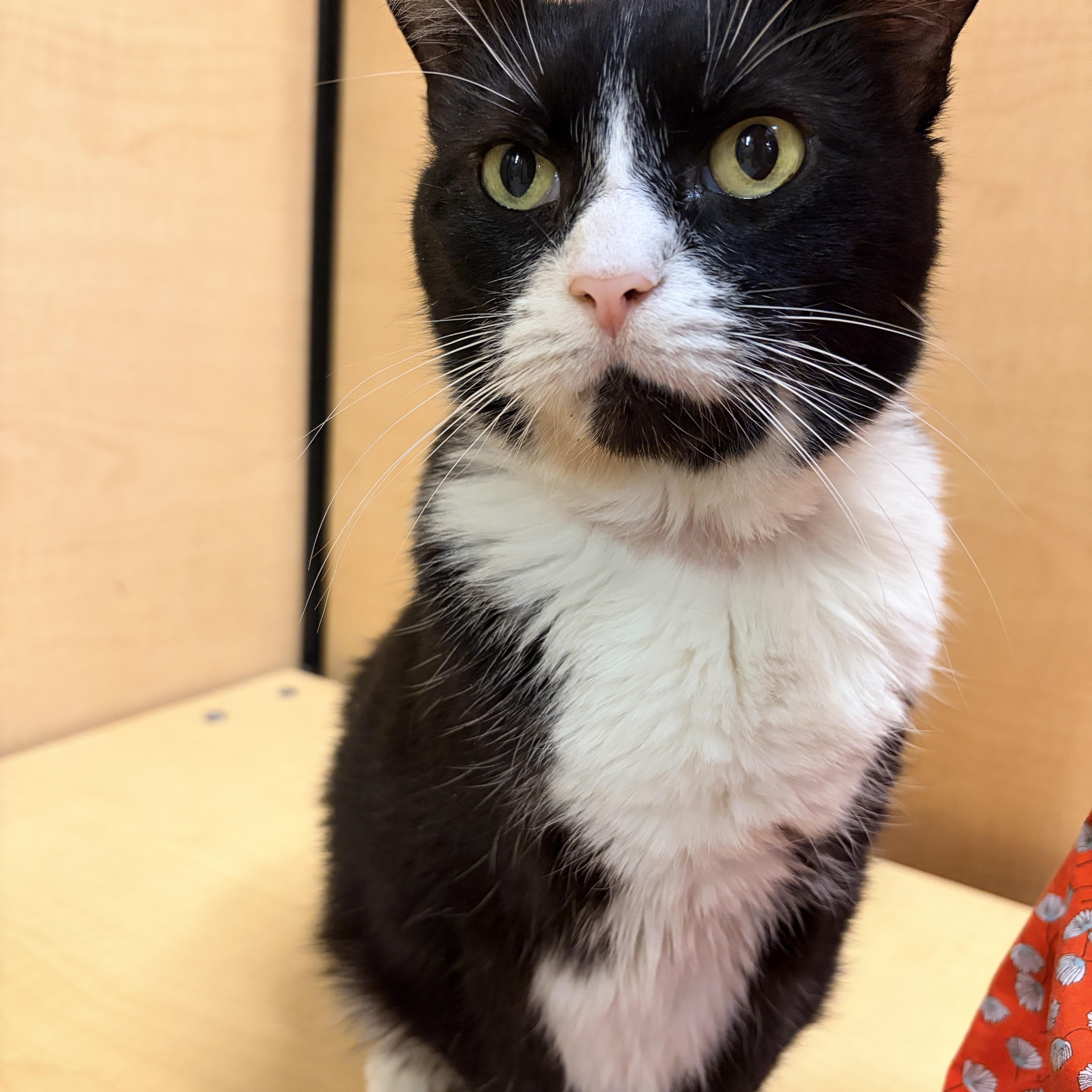 An adult large-sized female Black & White / Tuxedo Tuxedo cat named Lyla. for adoption in Waldorf, MD