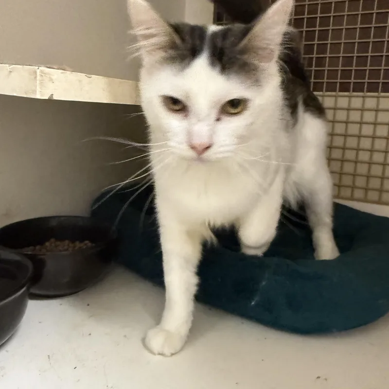 A young medium-sized male Domestic Medium Hair cat named Mumbo Jumbo for adoption in Las Vegas, NV