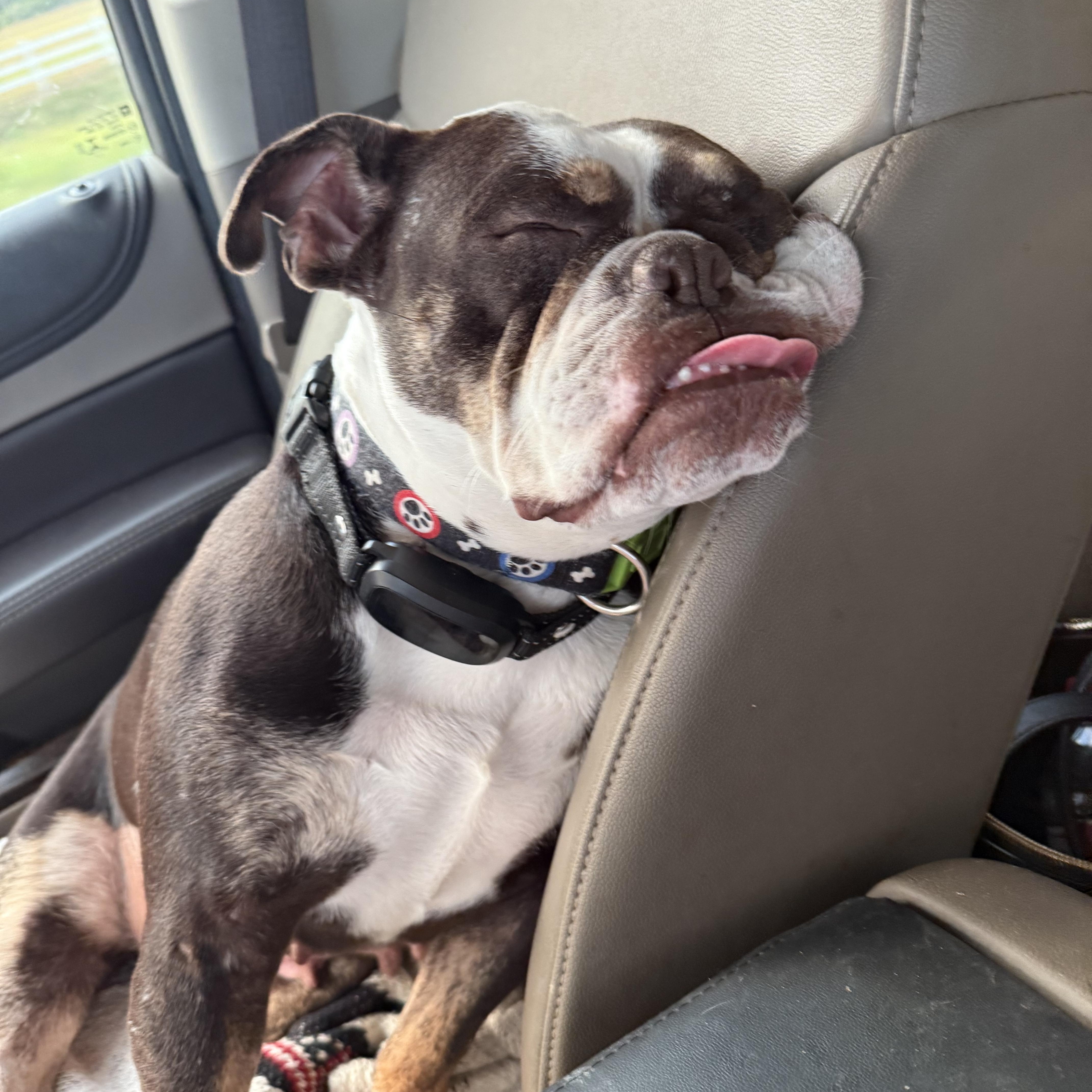 An adult medium-sized female Black American Bulldog dog named Cleo for adoption in Houston, TX