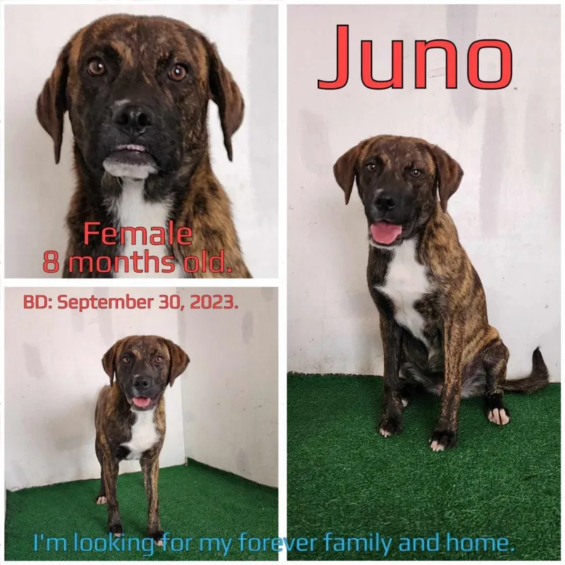 Juno thumbnail 2