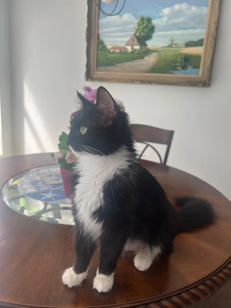 A young medium-sized female Domestic Medium Hair cat named Farrah for adoption in New York, NY