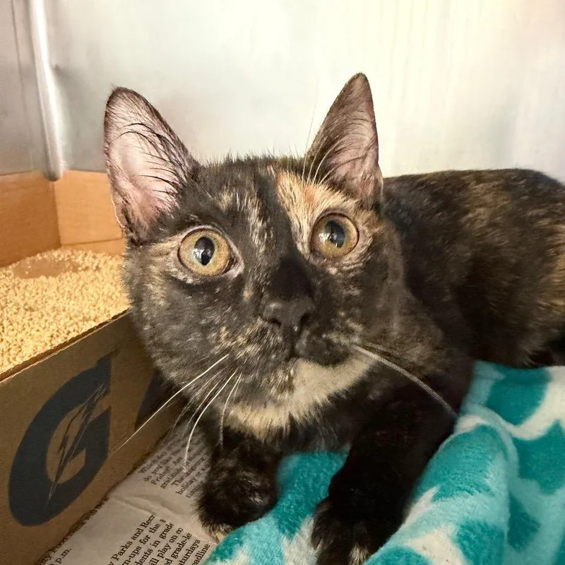 A young medium-sized female Calico Domestic Short Hair cat named Luna for adoption in Martinsville, VA