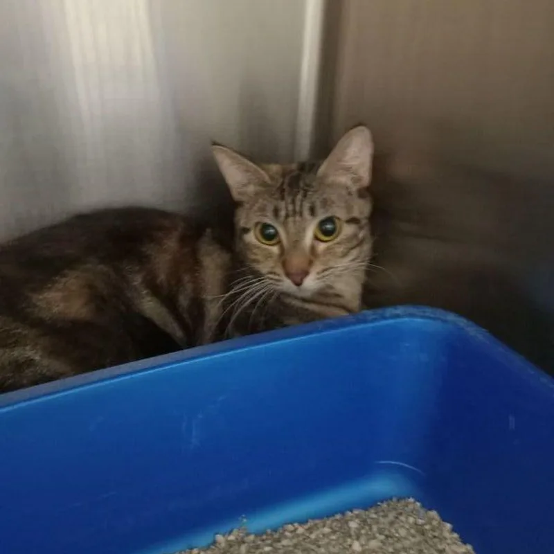 Chestnut thumbnail 2