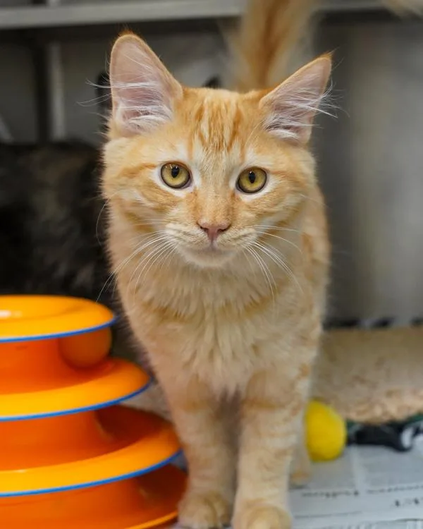 A young small-sized male Domestic Medium Hair cat named Jim Ryder for adoption in Novato, CA
