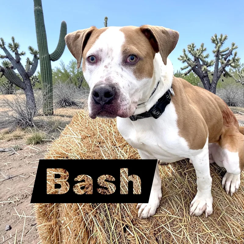 A young large-sized male Hound dog named Bash for adoption in McKeesport, PA