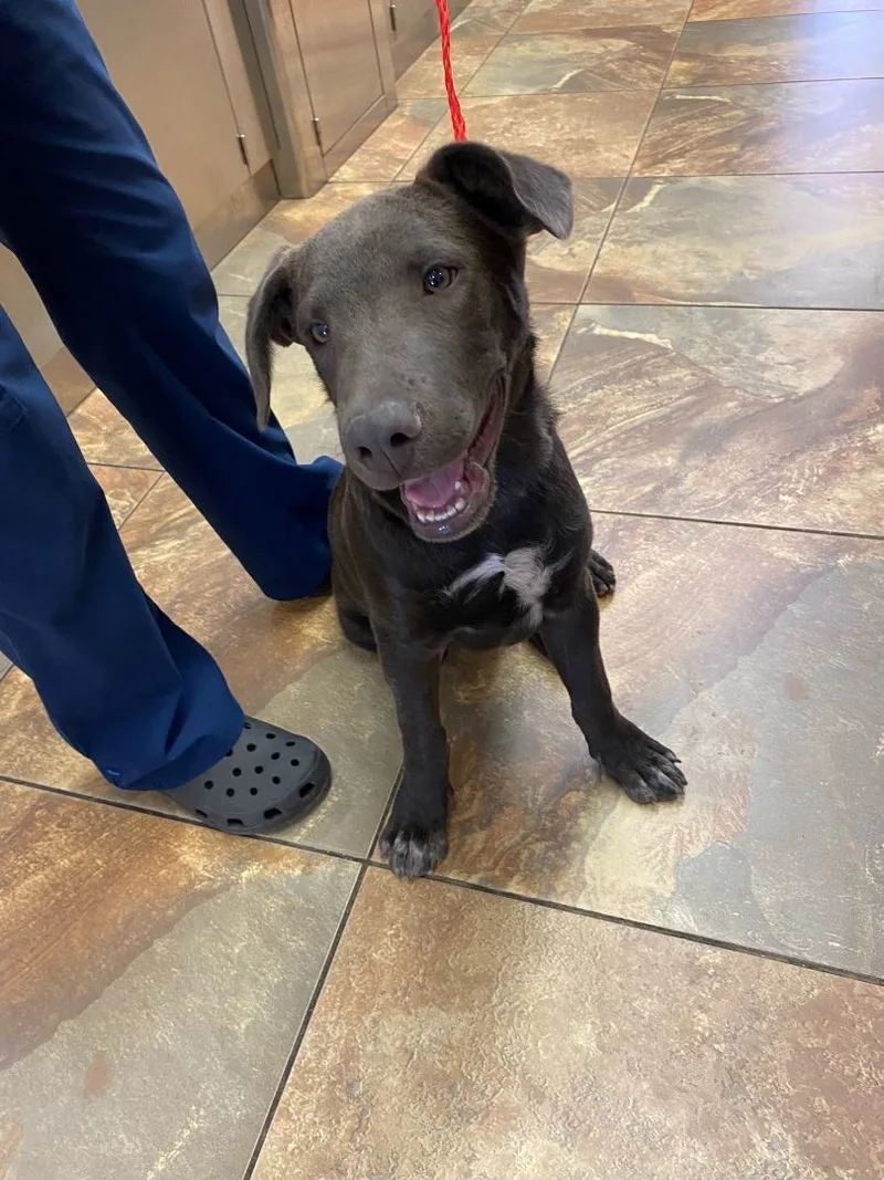 A baby medium-sized male Black Mixed Breed dog named Baxter for adoption in El Paso, TX