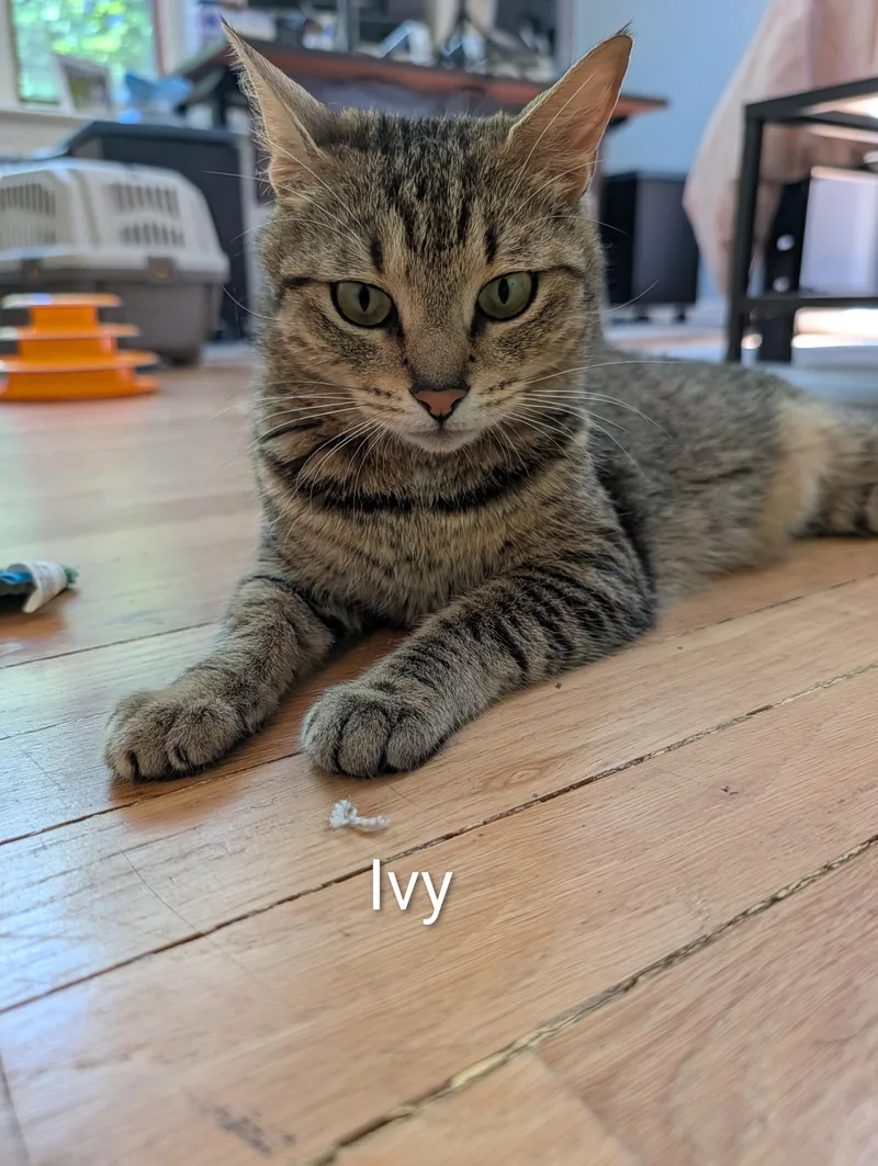 A young medium-sized female Tabby (Buff / Tan / Fawn) Domestic Short Hair cat named Mama Ivy & The for adoption in Norwalk, CT