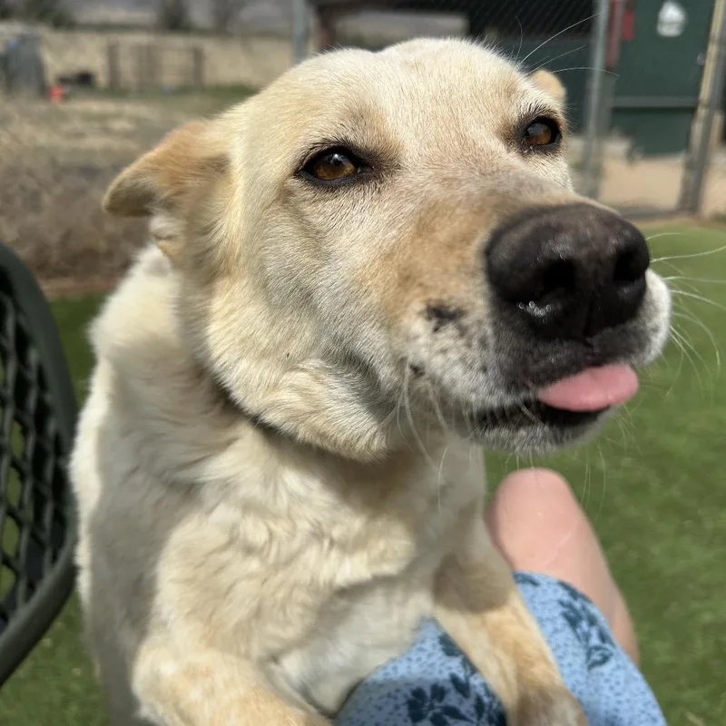 A young medium-sized female Yellow / Tan / Blond / Fawn Cattle Dog dog named Cersei for adoption in Flagstaff, AZ