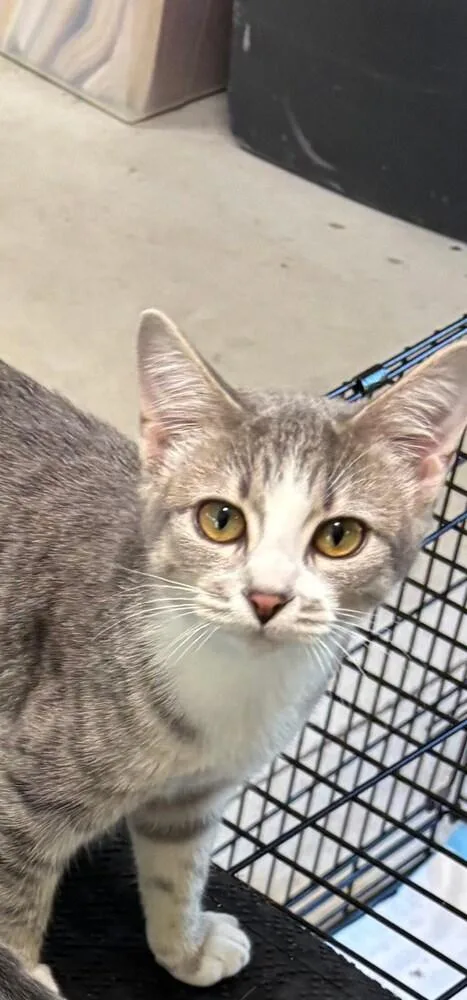 A young medium-sized female Domestic Short Hair cat named Spicy De. for adoption in Peoria, IL
