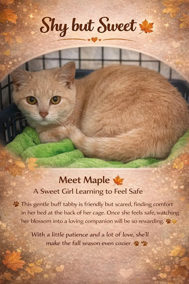 A young medium-sized female Tabby cat named Maple for adoption in Greenville, DE