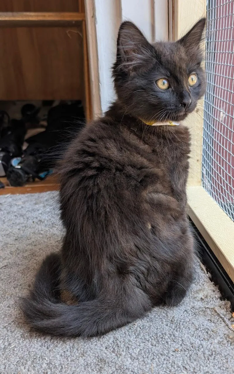 Sabrina  Binx &